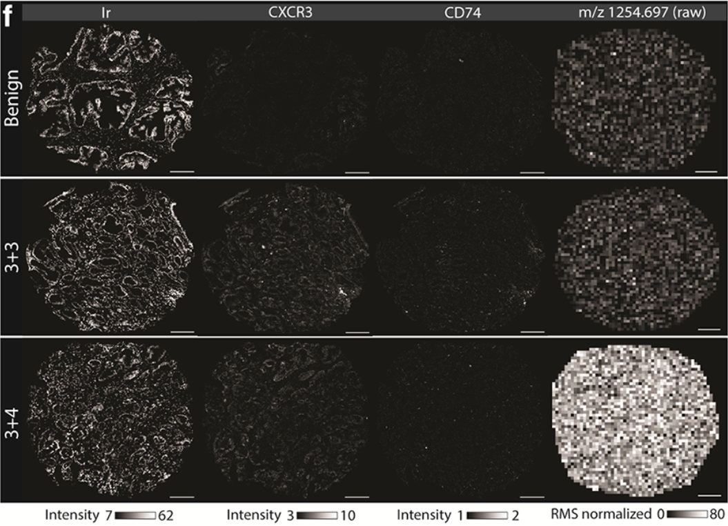 VIC Multimodal Imaging Tool