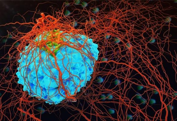 new-immune-cell-soldier-could-be-a-good-target-for-immunotherapy-360799-1280x720